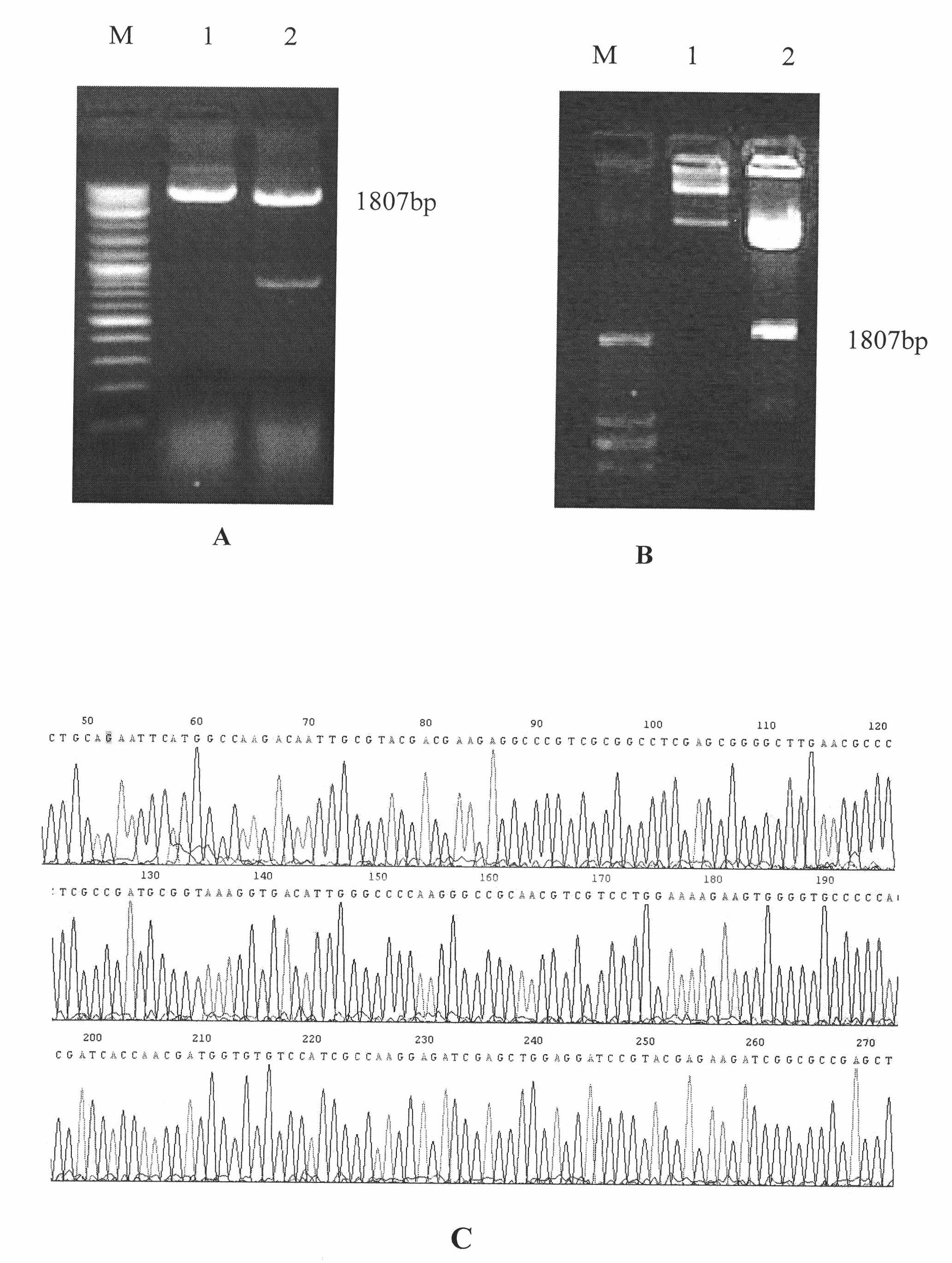 Tuberculosis mucosa gene vaccine assembled by using chitosan oligosaccharide delivery system and preparation and application of tuberculosis mucosa gene vaccine