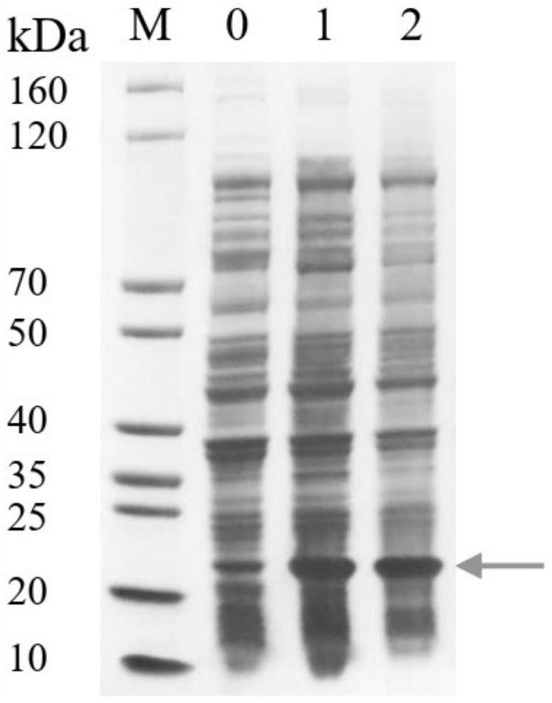 Prokaryotic expression and purification method and application of PK34 antibacterial peptide