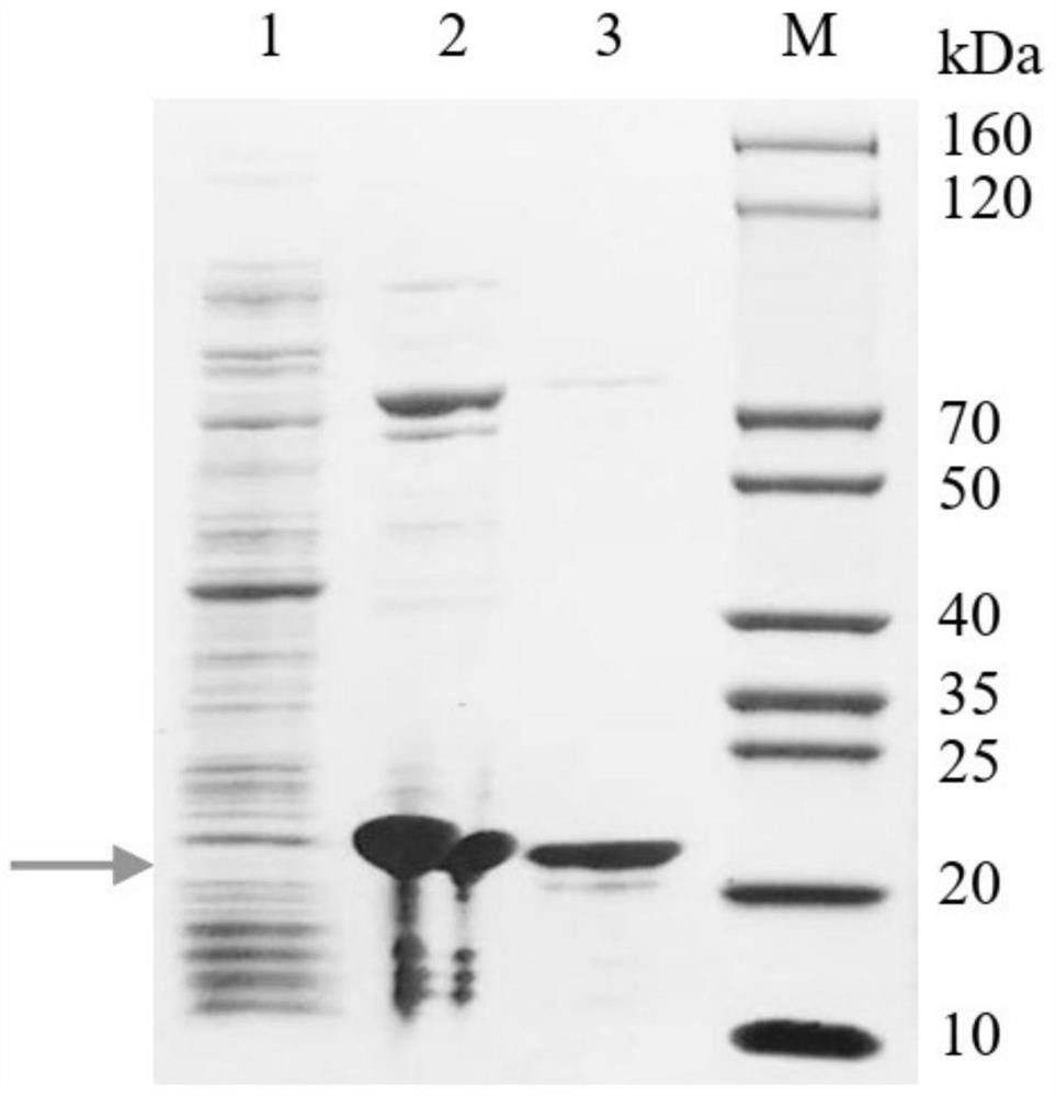 Prokaryotic expression and purification method and application of PK34 antibacterial peptide