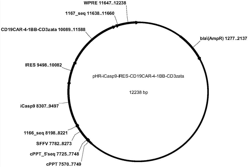 CD19-CAR-T cell carrying iCasp9 suicide gene and use thereof