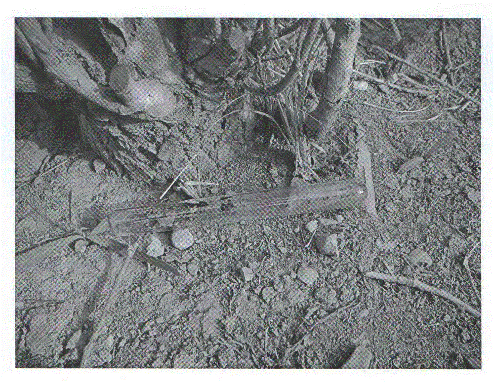 Method for preventing and controlling melanophila picta pallas larvae by Sclerodermus pupariae carrying fusarium solani