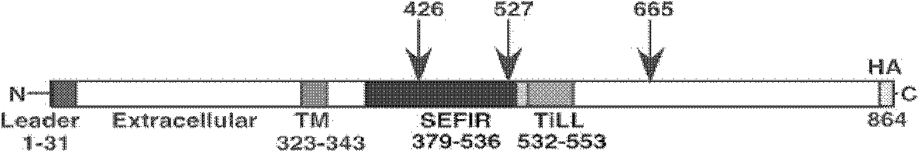 Interleukin-17 receptor antagonist and application thereof in preparing anti-myocardial fibrosis medicine