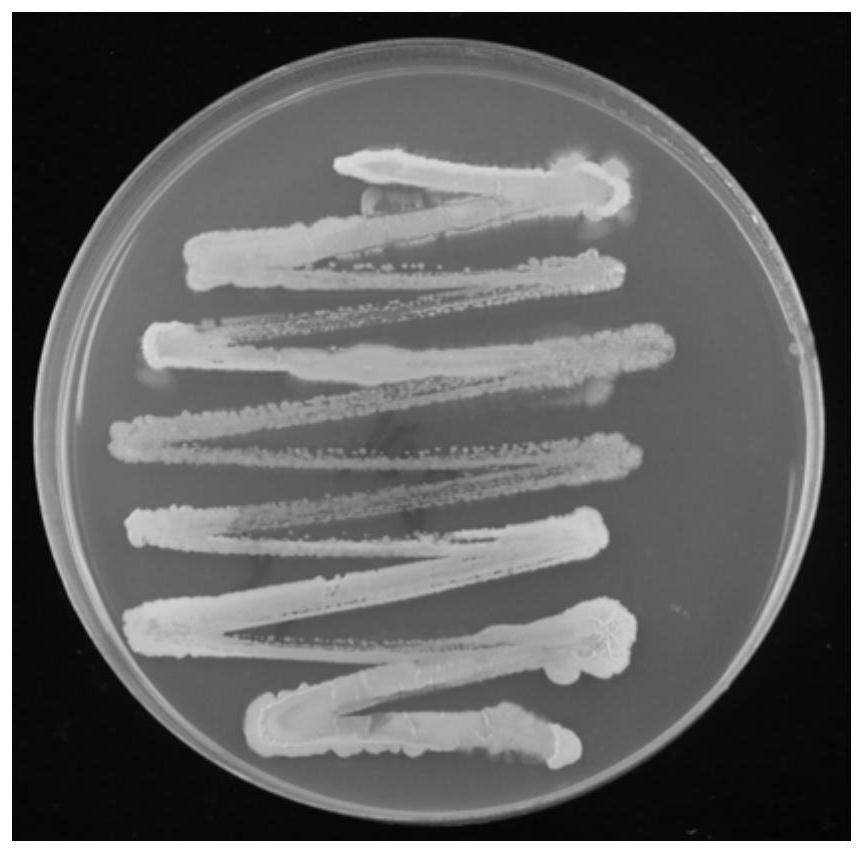 A kind of endophytic bacteria of Atractylodes macrocephala and its application
