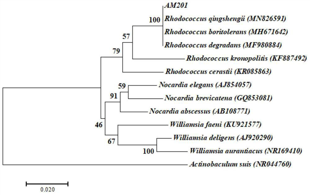A kind of endophytic bacteria of Atractylodes macrocephala and its application