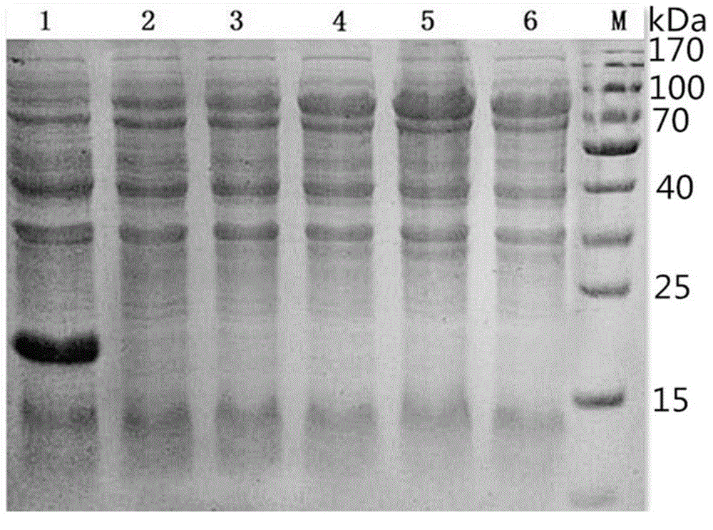 Dog toxoplasma gondii antibody indirect ELISA detection kit