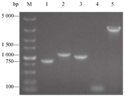 Prokaryotic promoter reporting system based on lacZ gene and pUC replicon, and construction method and application thereof