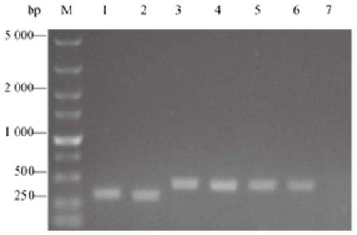 Prokaryotic promoter reporting system based on lacZ gene and pUC replicon, and construction method and application thereof