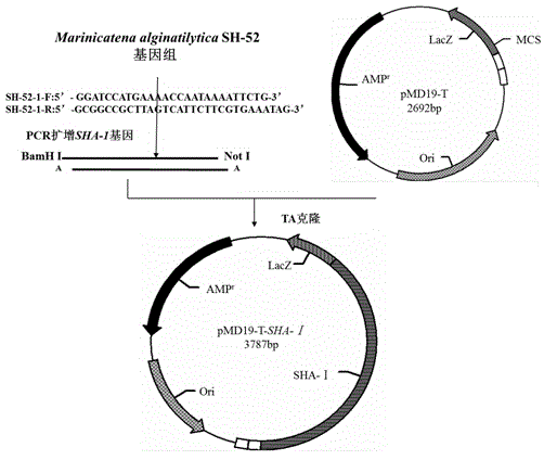 Alginate lyase SHA-I gene and expression vector thereof