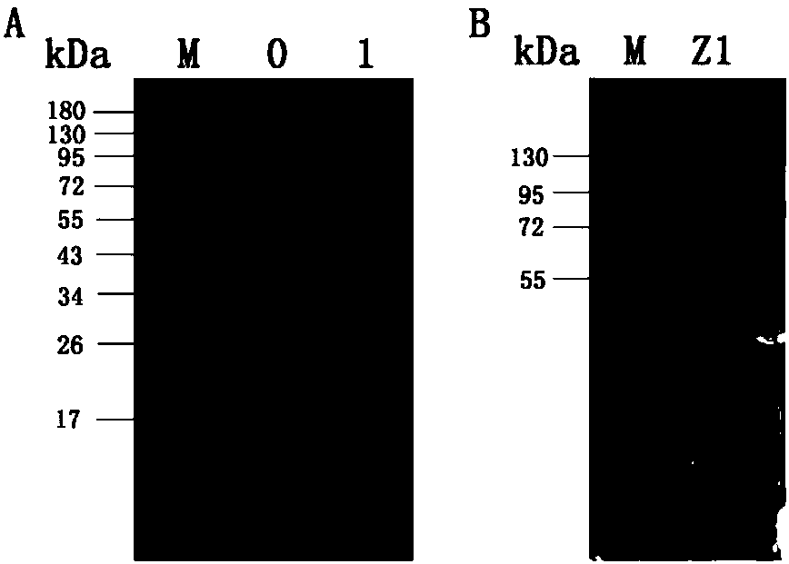 Marine low-temperature glucose oxidase and application thereof to preservation of sea product