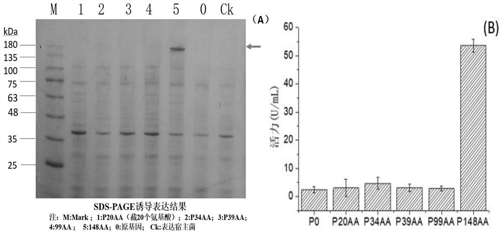 N-terminal truncated mutant enzyme of glucan sucrase and preparation method of N-terminal truncated mutant enzyme