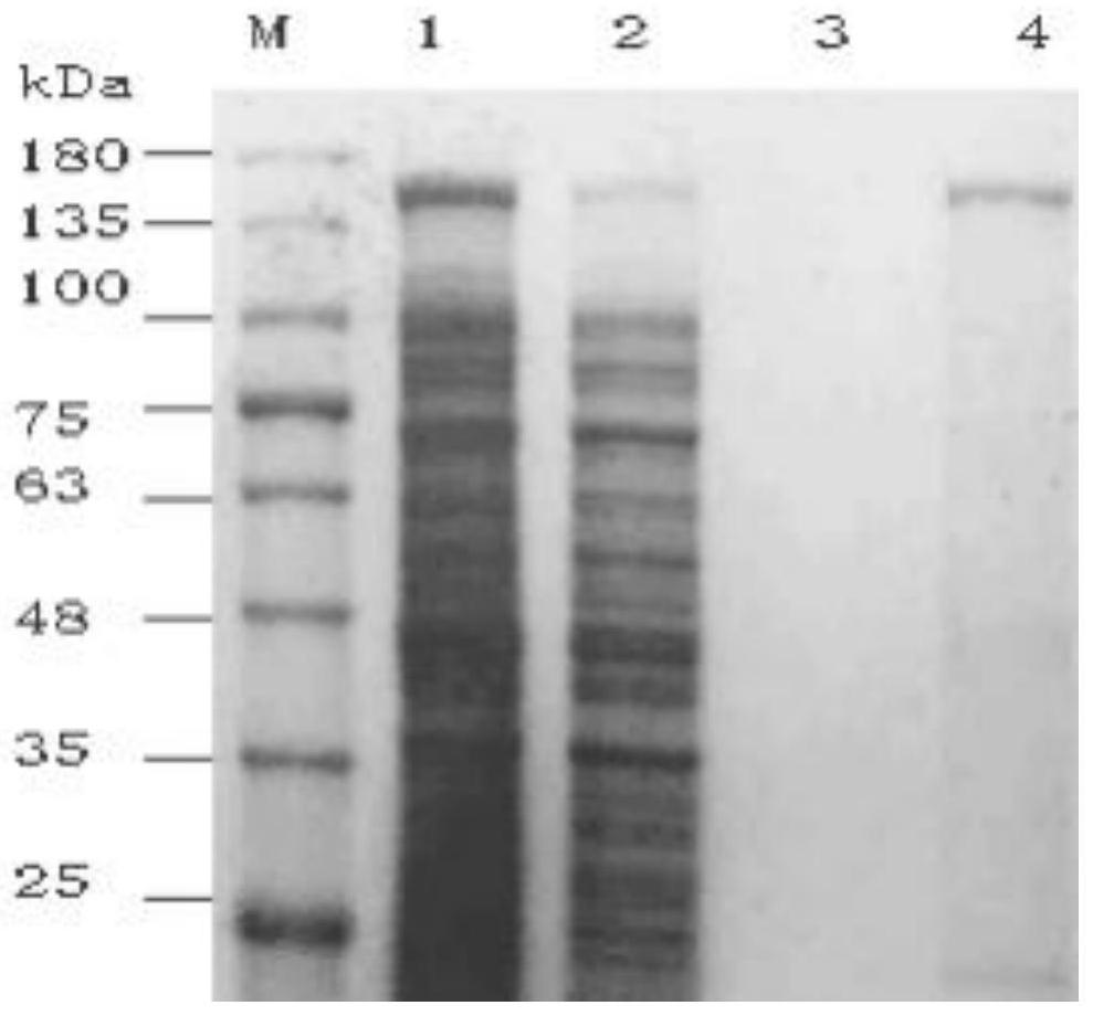 N-terminal truncated mutant enzyme of glucan sucrase and preparation method of N-terminal truncated mutant enzyme