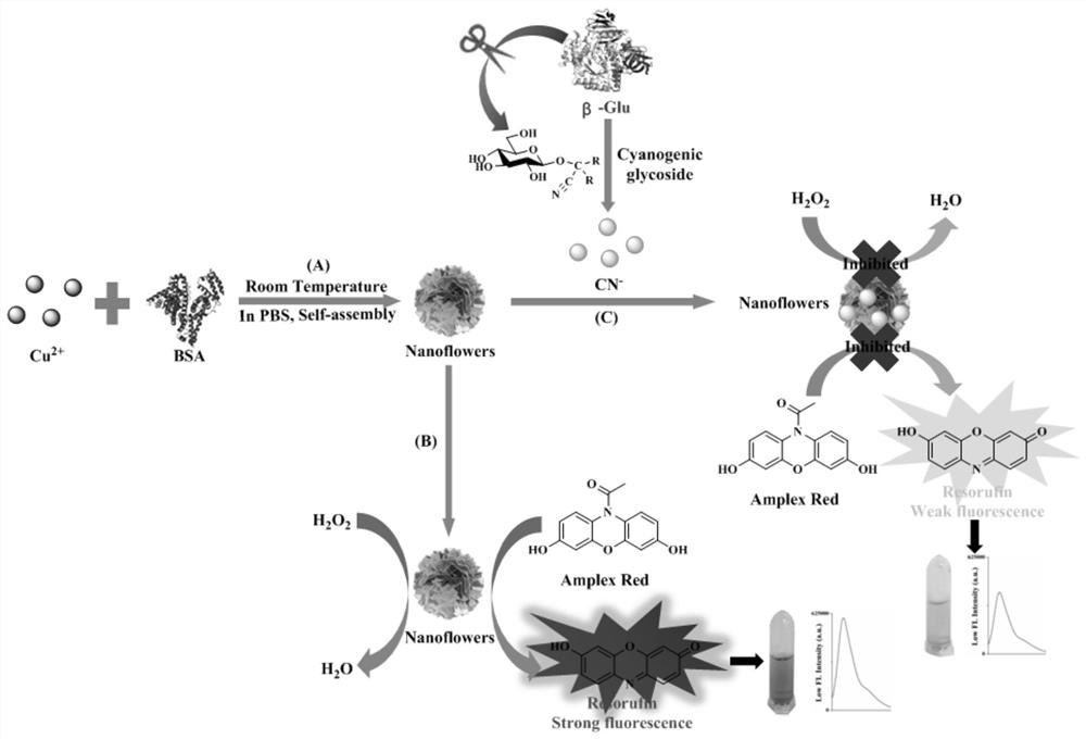 Label-free optical nano sensor for beta-glucosidase activity detection and application