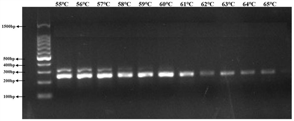 Detection method for identifying amycolatopsis