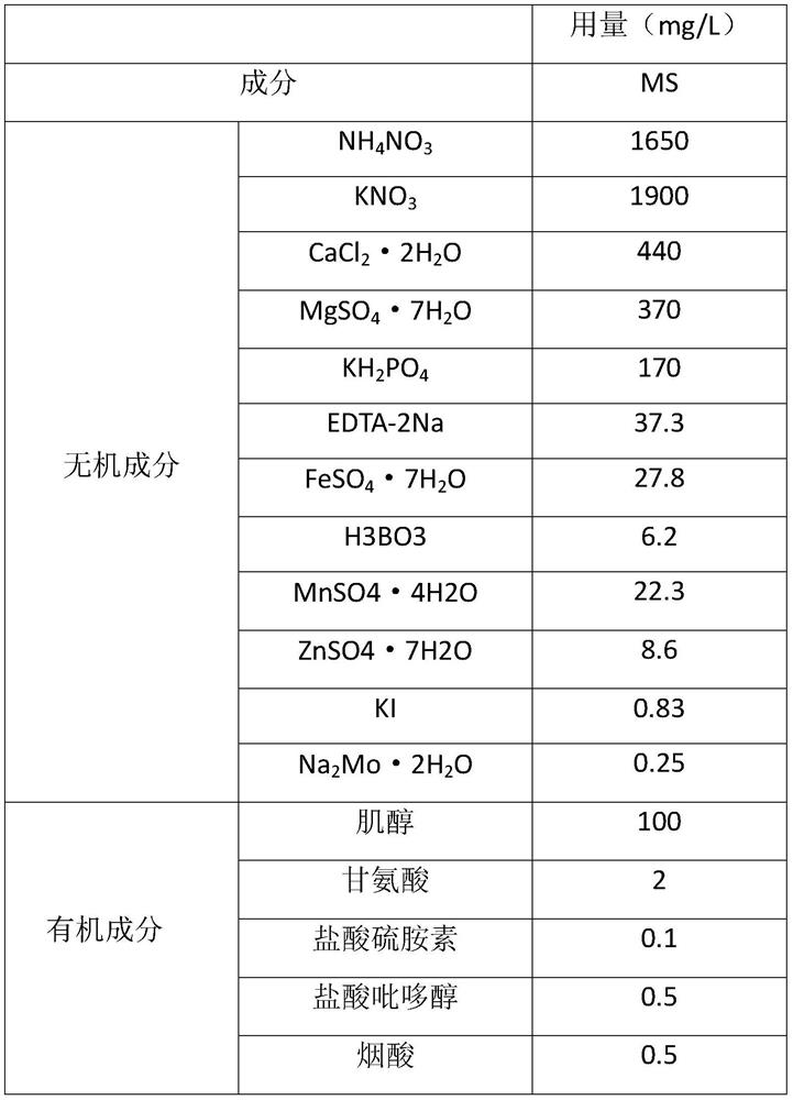 A kind of method of ginger tissue culture