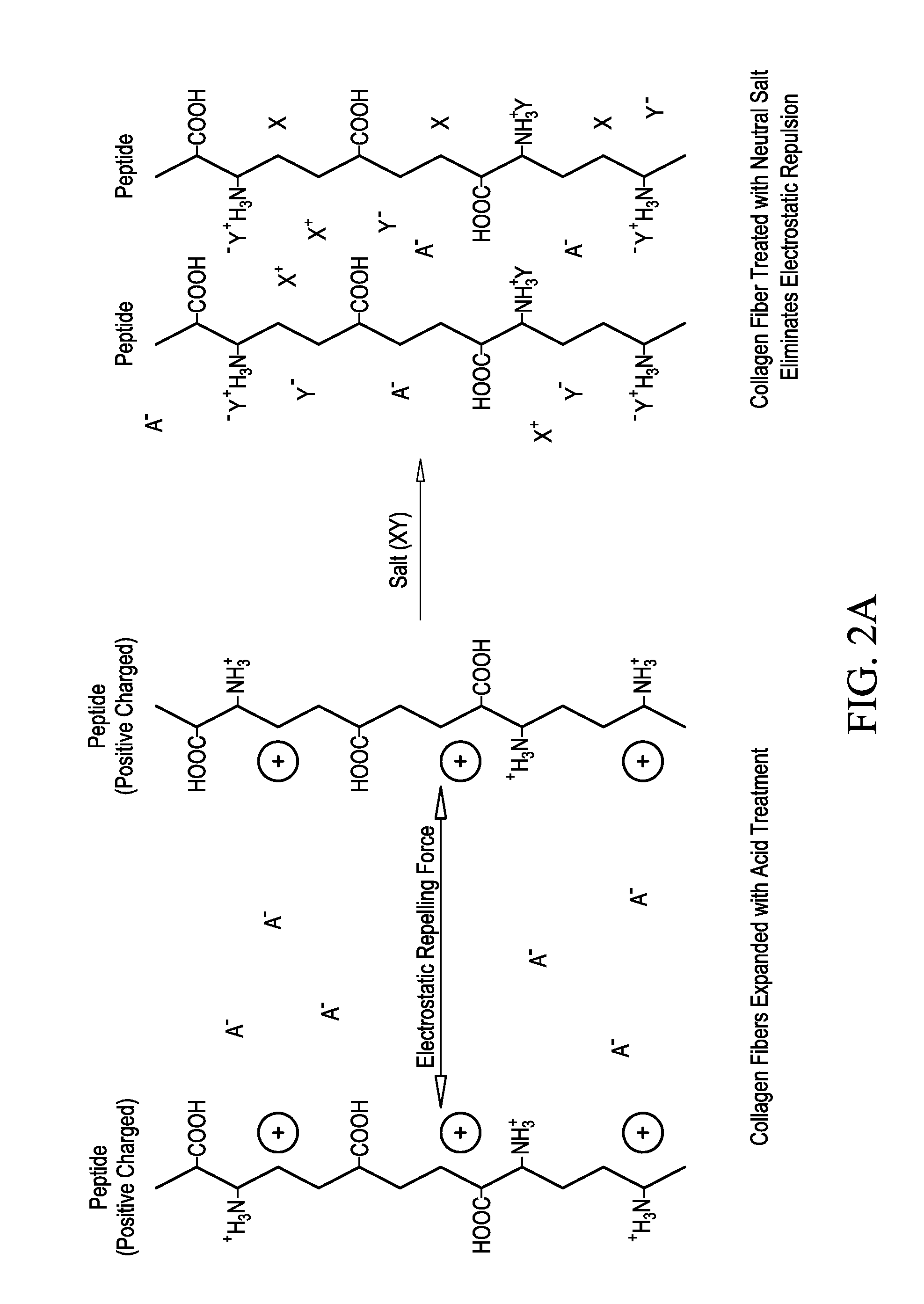 Collagen fiber reconstituted rawhide and process for making