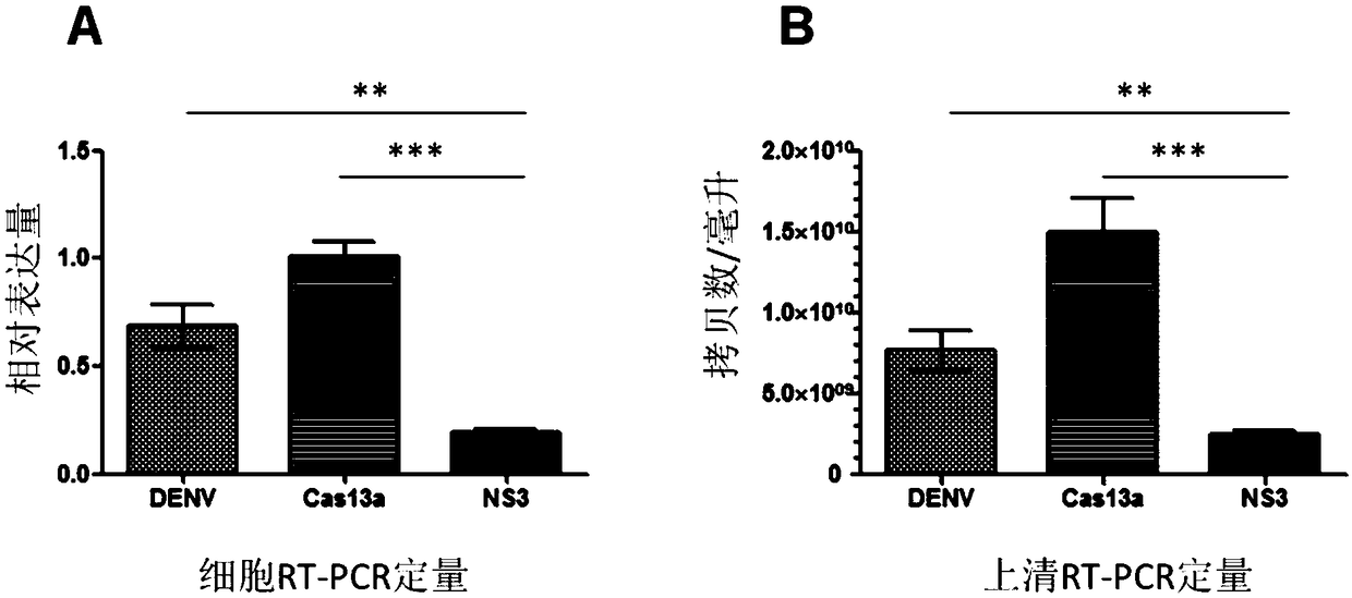 Effective Cas13a-based anti-dengue virus nucleic acid target and application thereof