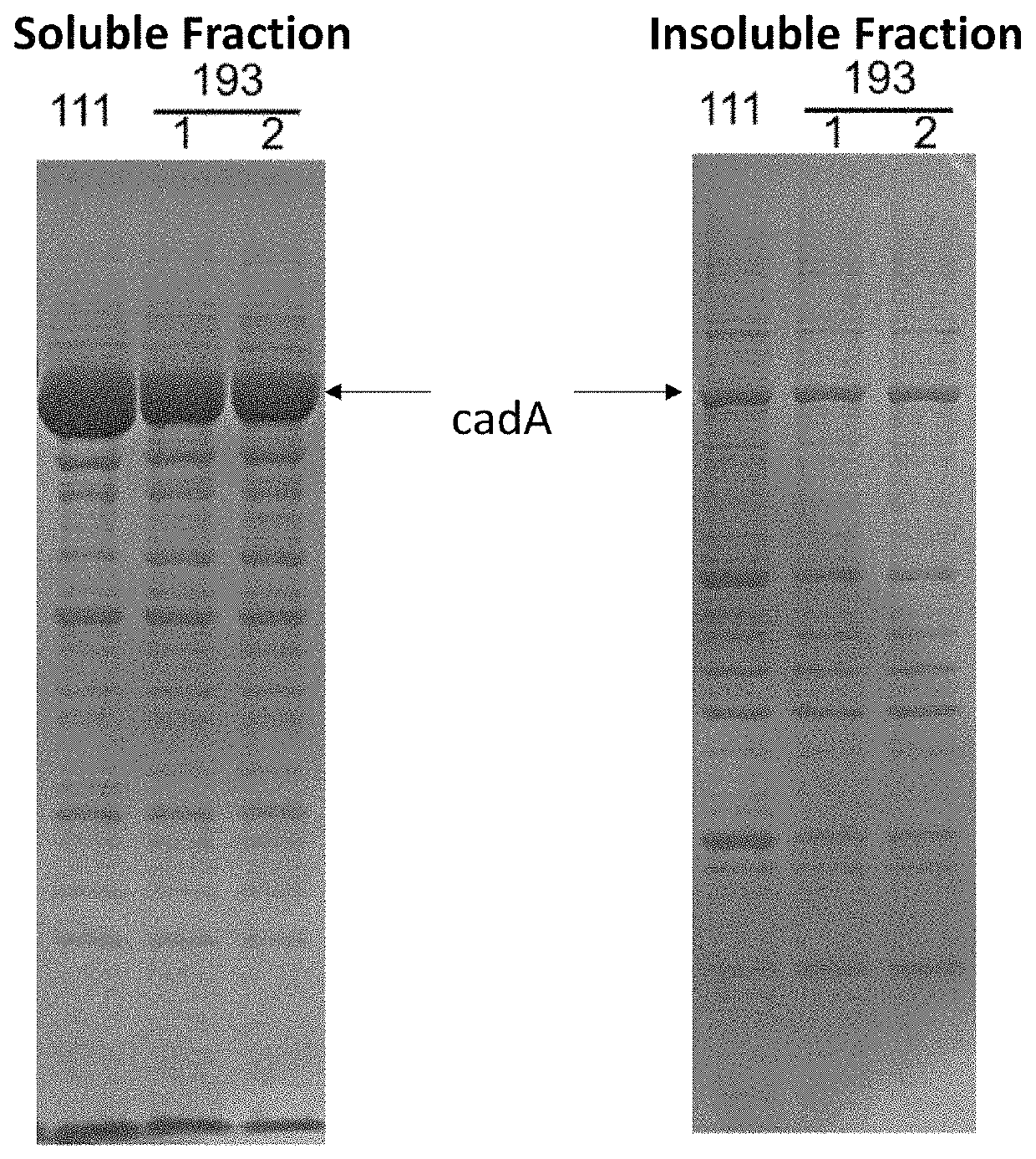 Heterologous expression of carbohydrate binding modules and uses thereof for cadaverine production