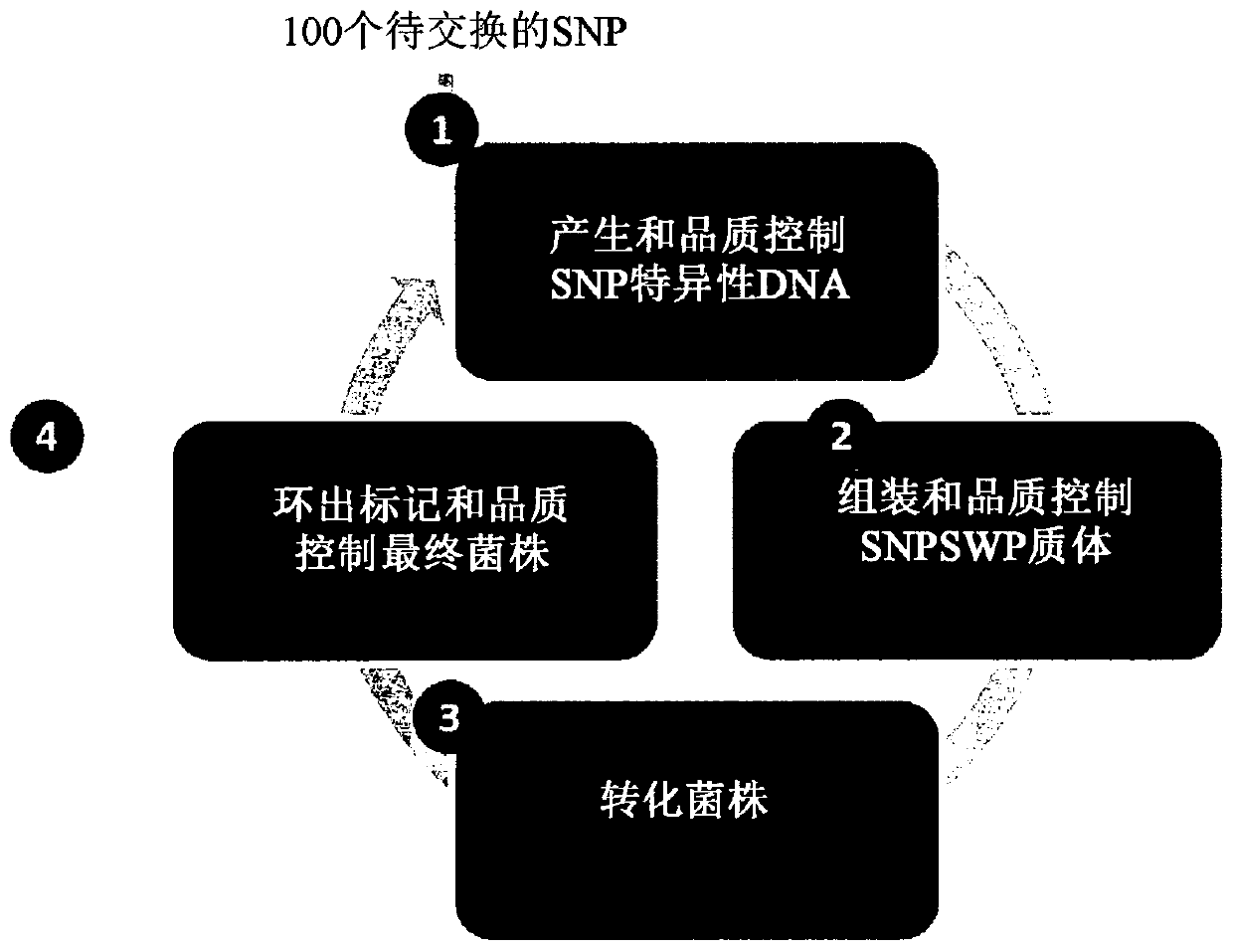 Microbial strain improvement by a htp genomic engineering platform