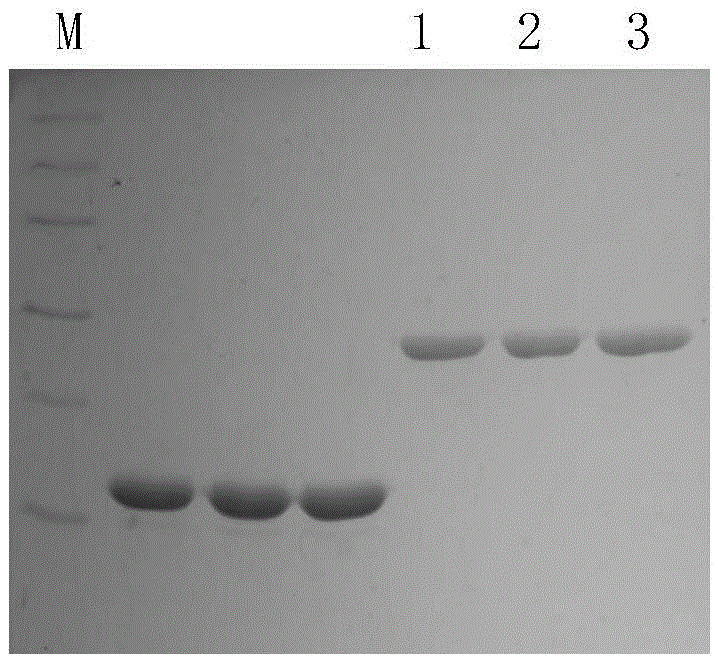 Truncated expression of abrin toxin a chain protein antigen and its application