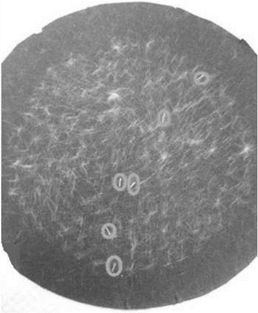 Determination method of adhesion number of carbon fiber precursors