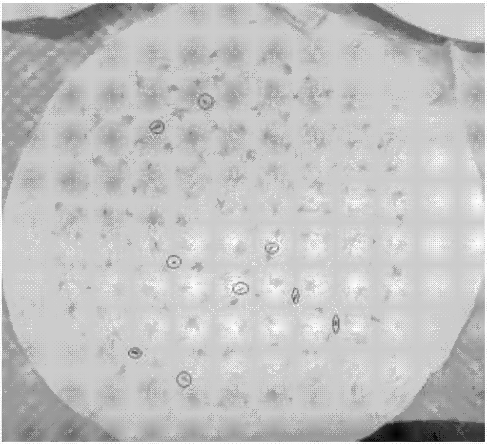 Determination method of adhesion number of carbon fiber precursors