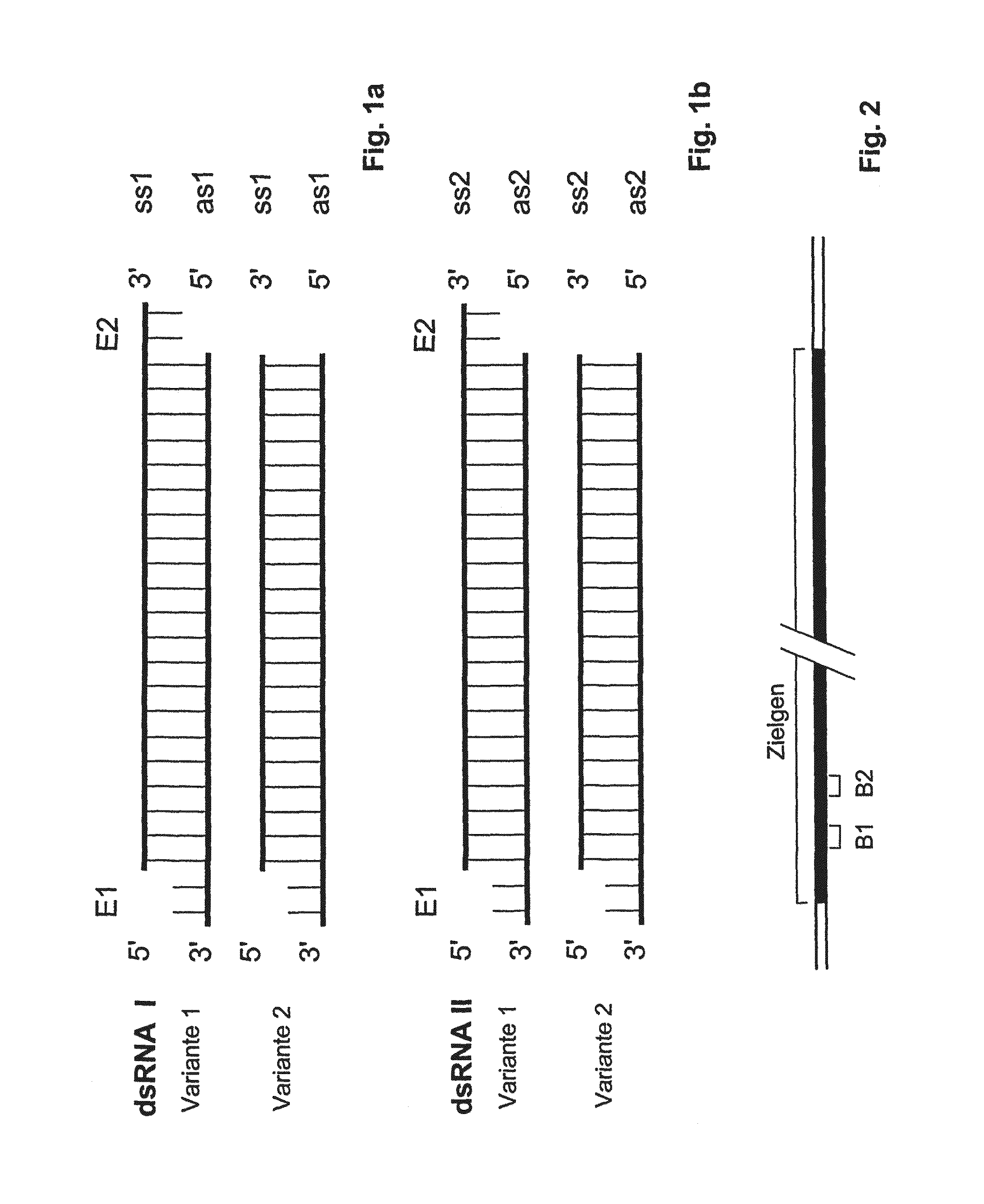 Compositions and methods for inhibiting expression of a target gene