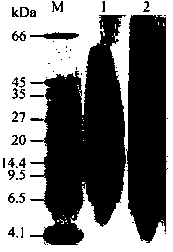 Method for specifically removing dimerization alpha-amylase inhibitor and avenin-like substances from yellow rice wine