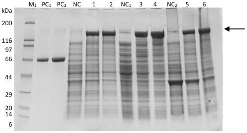 Detection method and application of HBV based on CRISPR-Cas12a and G-quadruplex hemin