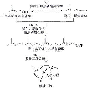 System and microorganism for producing taxadiene, and application of system or microorganism