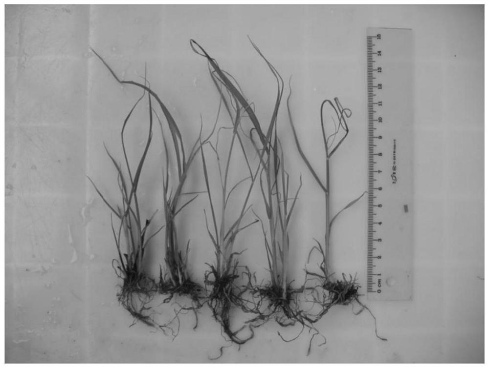 A kind of transportation method of sugarcane tissue culture rooted shoot