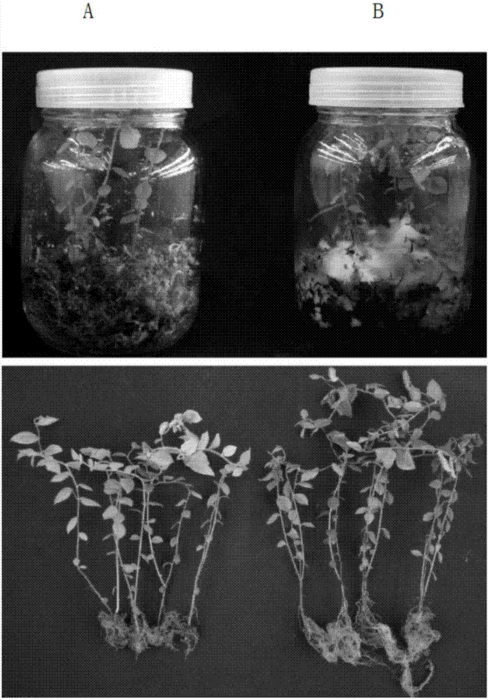 DSE (Dark Septate Endophyte) bacterium and application thereof in promoting growth and preventing drought of blueberry