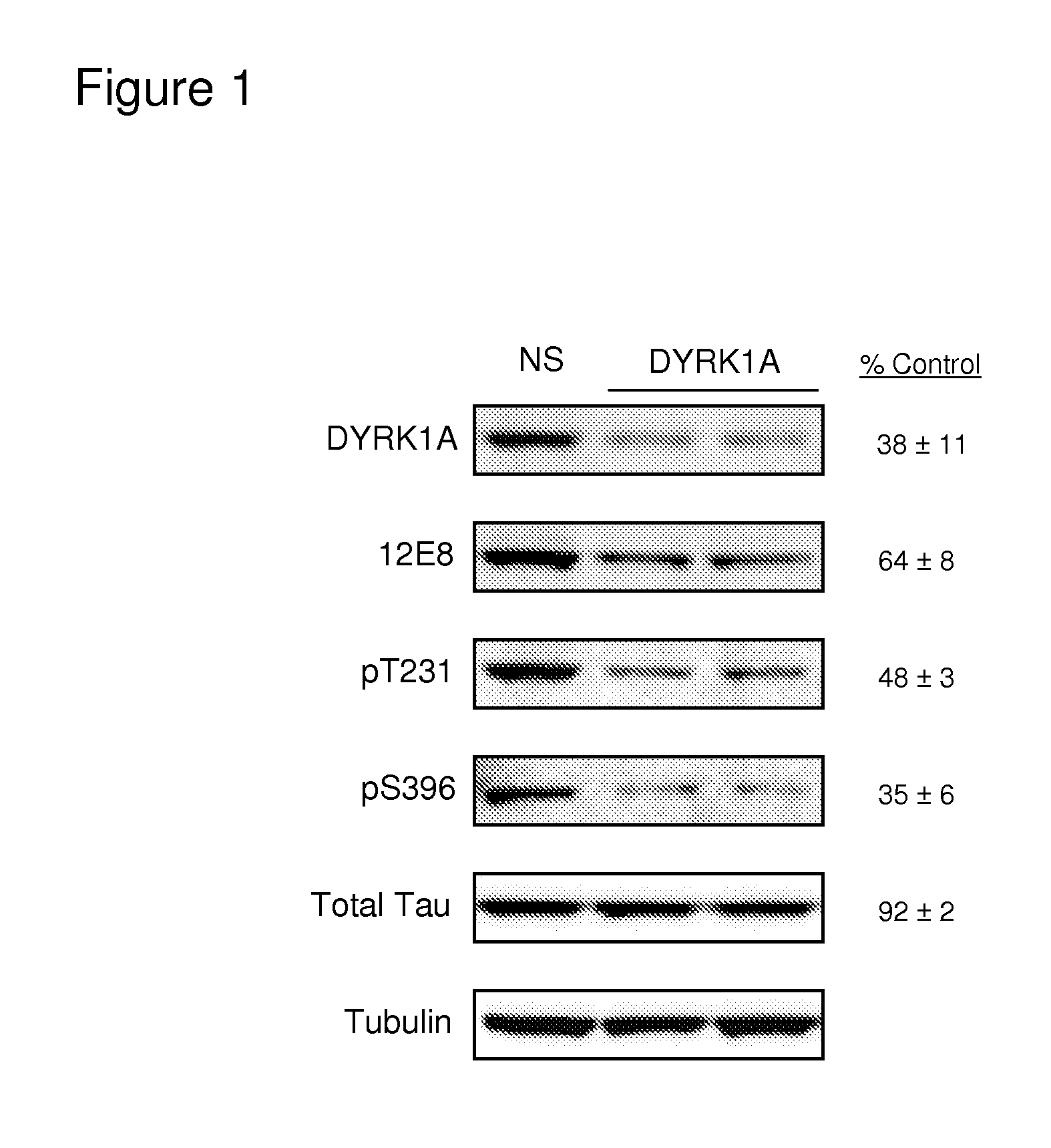 Compounds that inhibit tau phosphorylation