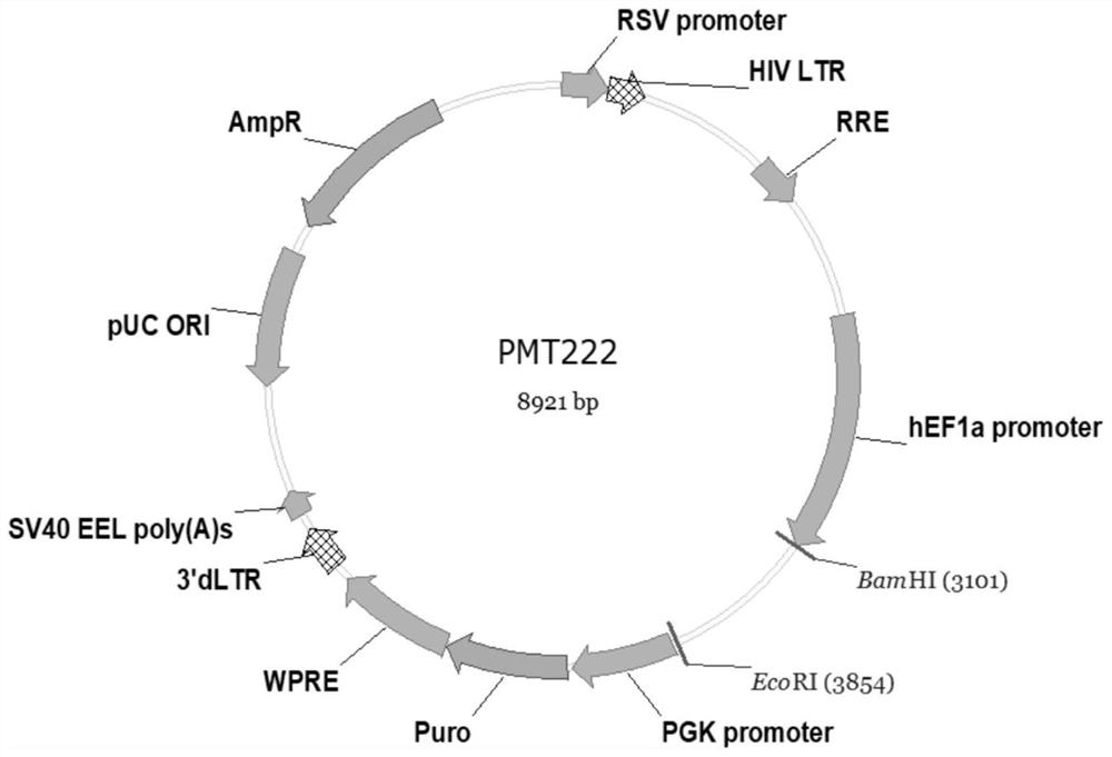 An exosome capable of targeting and blocking chemokine receptors and its preparation method and application