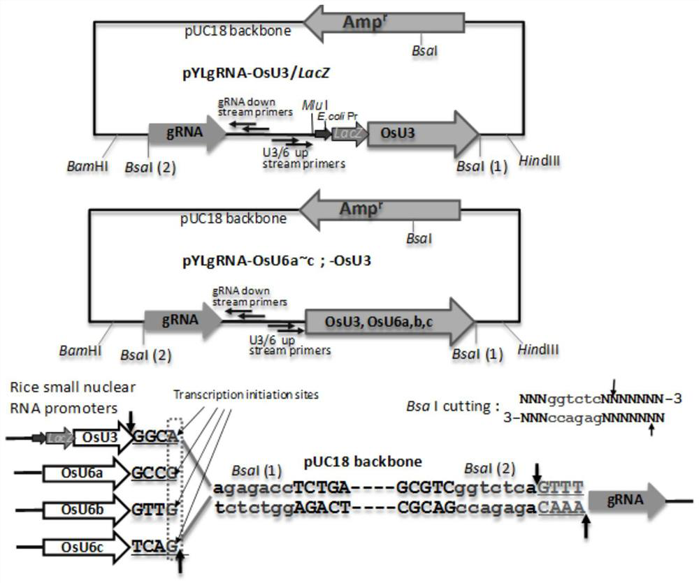 Method for improving bacterial blight resistance of rice