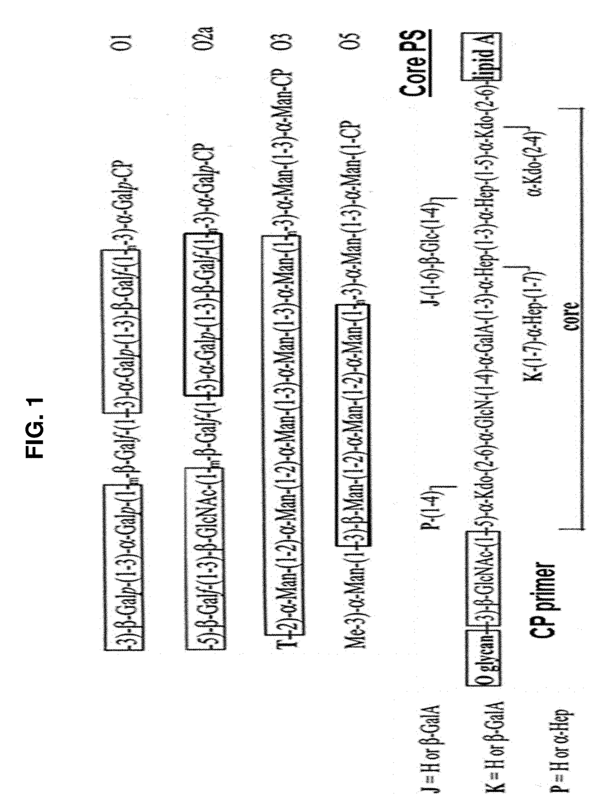 Broad spectrum conjugate vaccine to prevent klebsiella pneumoniae and pseudomonas aeruginosa infections