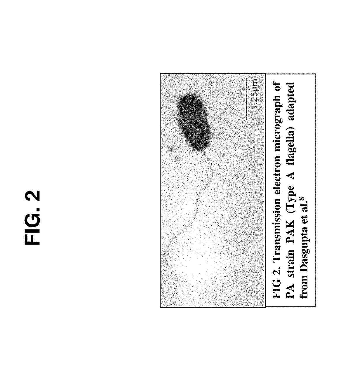 Broad spectrum conjugate vaccine to prevent klebsiella pneumoniae and pseudomonas aeruginosa infections