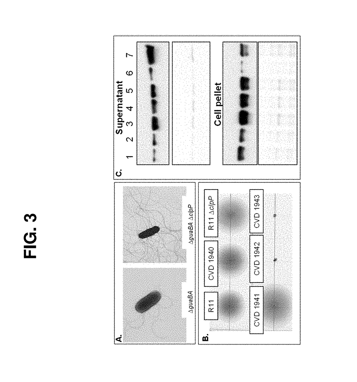 Broad spectrum conjugate vaccine to prevent klebsiella pneumoniae and pseudomonas aeruginosa infections