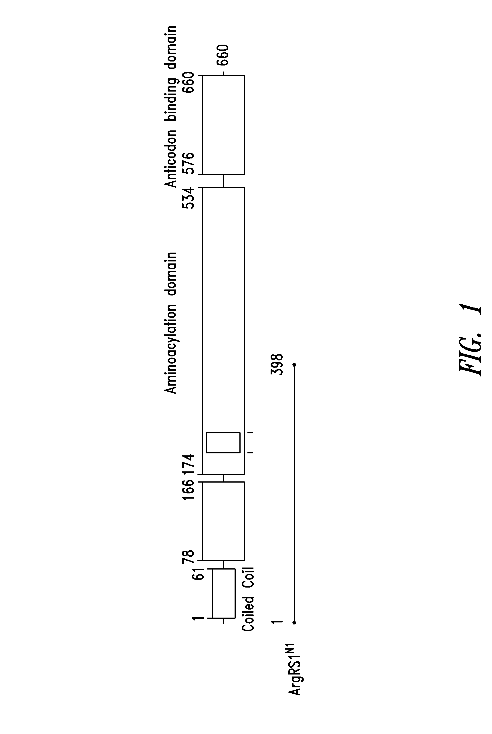 Innovative discovery of therapeutic, diagnostic, and antibody compositions related protein fragments of arginyl-trna synthetases
