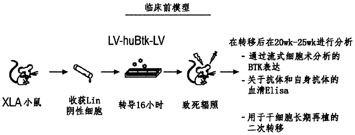 Optimized lentiviral vector for xla gene therapy