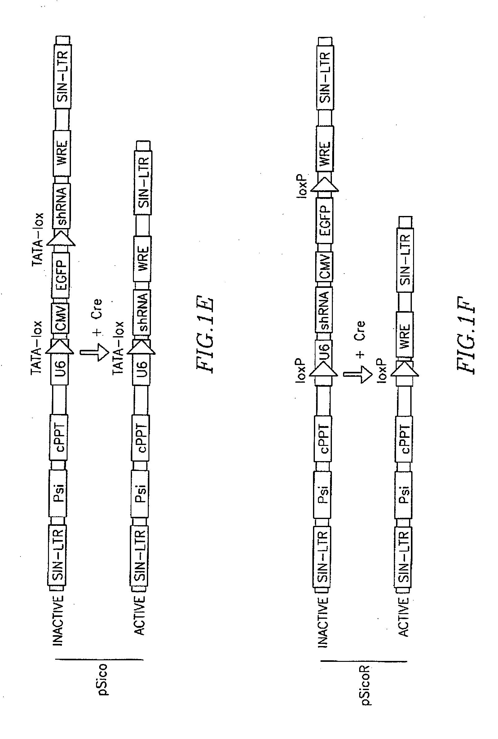 Cre-lox based method for conditional RNA interference