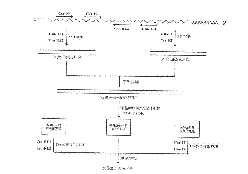Beta-1, 4-endo-chitosanase (Aus CsnA) gene cloning and preparation of recombinase
