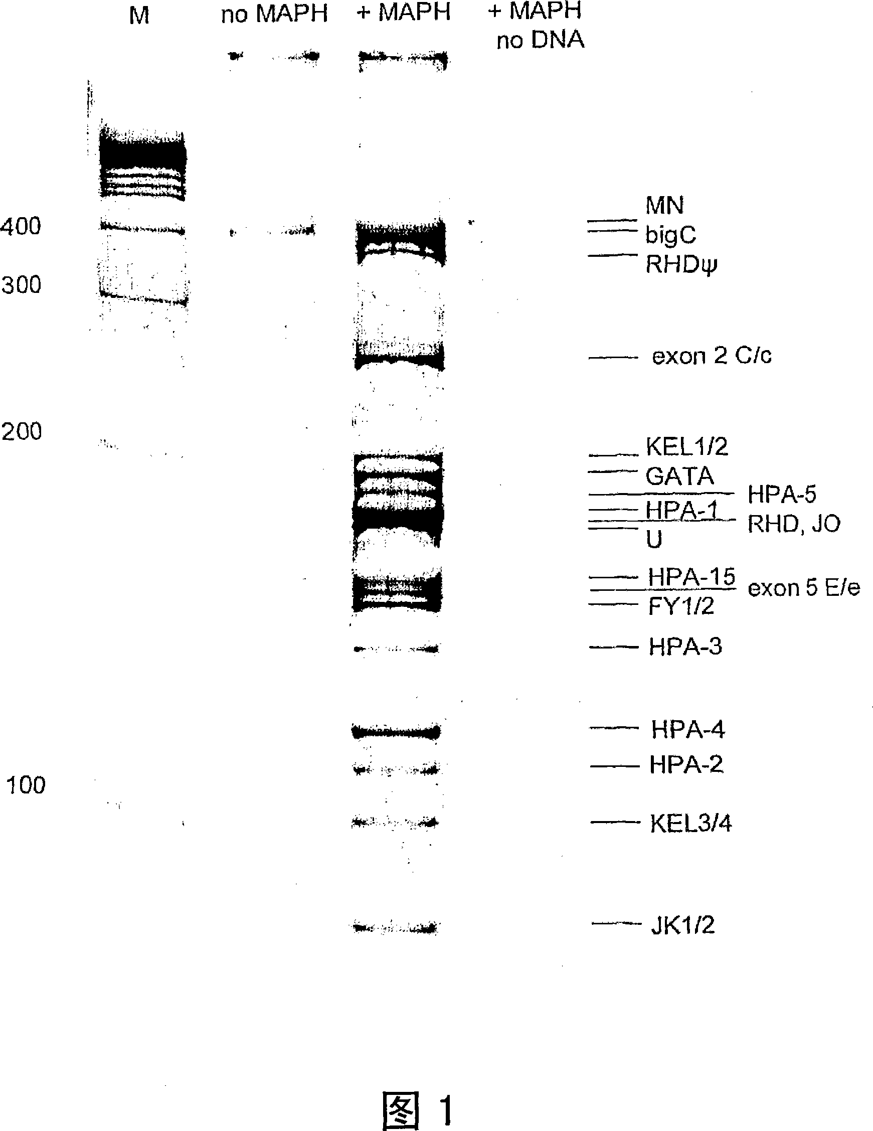 A method of genotyping blood cell antigens and kit suitable for genotyping blood cell antigens
