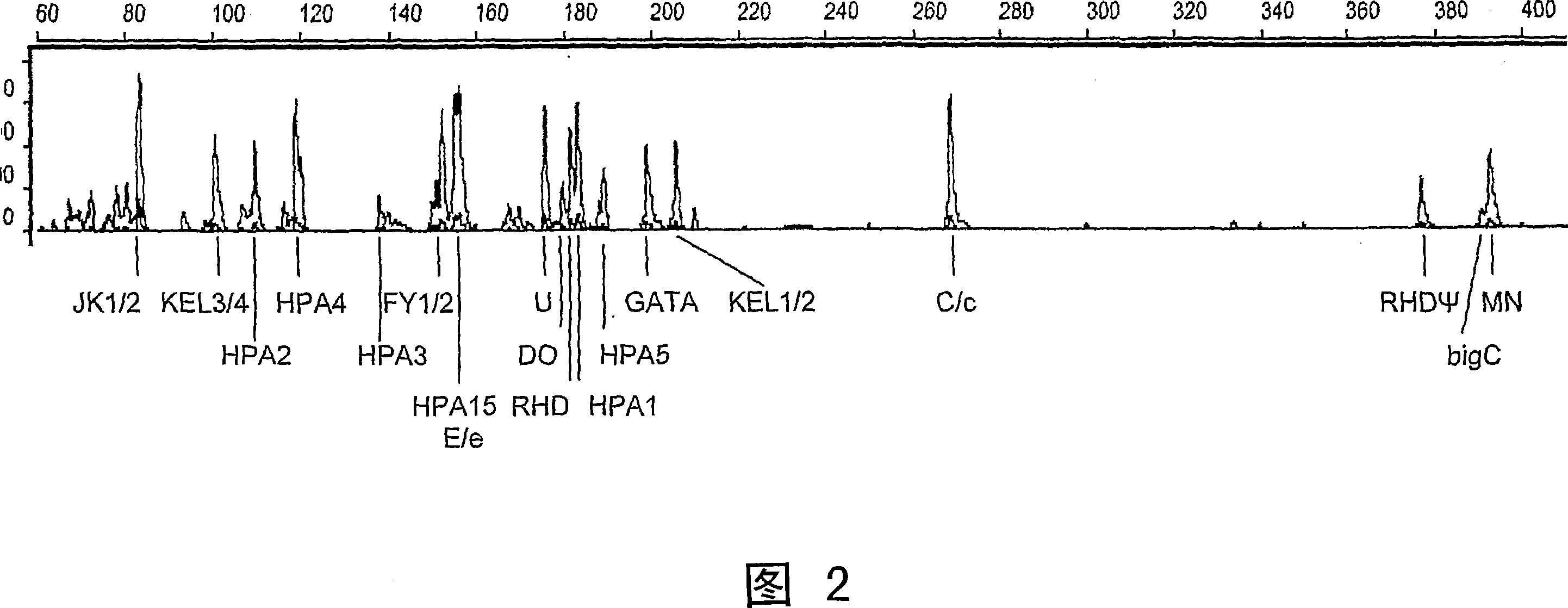 A method of genotyping blood cell antigens and kit suitable for genotyping blood cell antigens