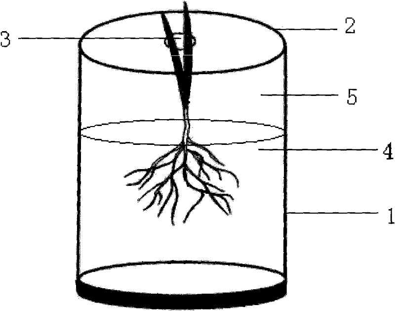 Plant cultivating method for dynamically observing and measuring roots in situ