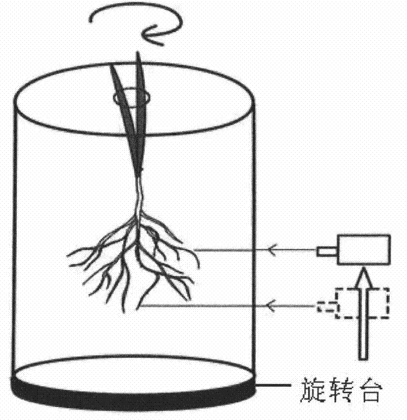 Plant cultivating method for dynamically observing and measuring roots in situ