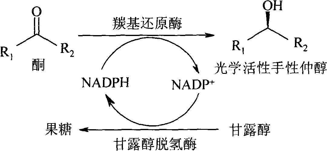 Method for preparing optical activity chirality secondary alcohol with rhodotorula reductase formulation