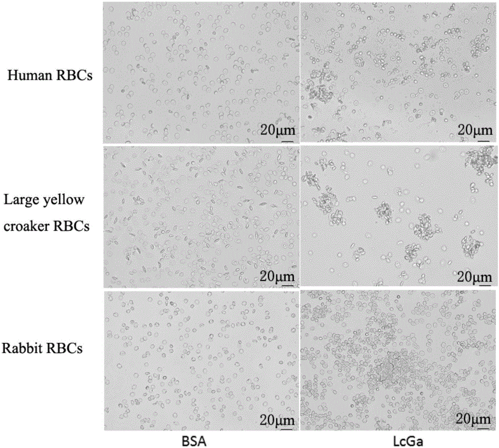 Preparation method and application of LcGa recombinant protein of galaptins of larimichthys crocea