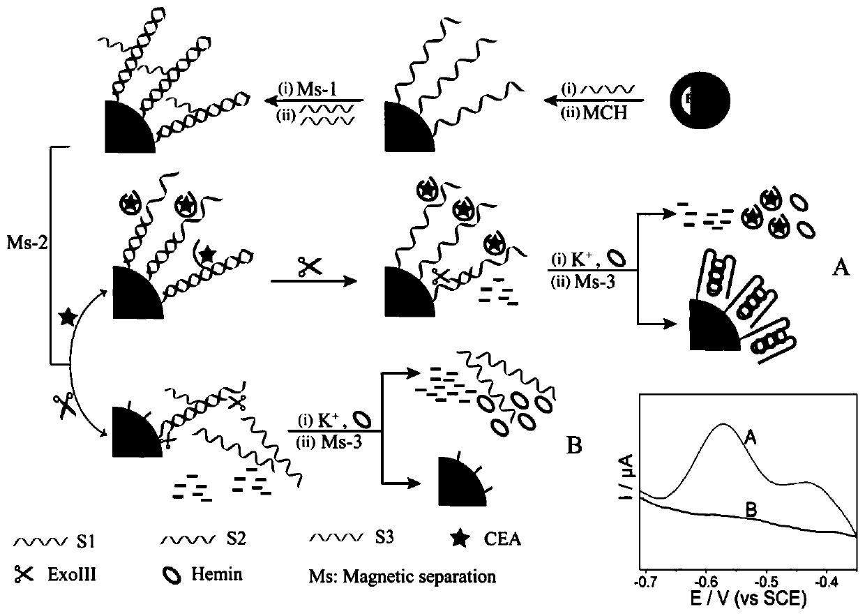 Carcino-embryonic antigen electrochemical sensor constructed from magnetic material and exonuclease III