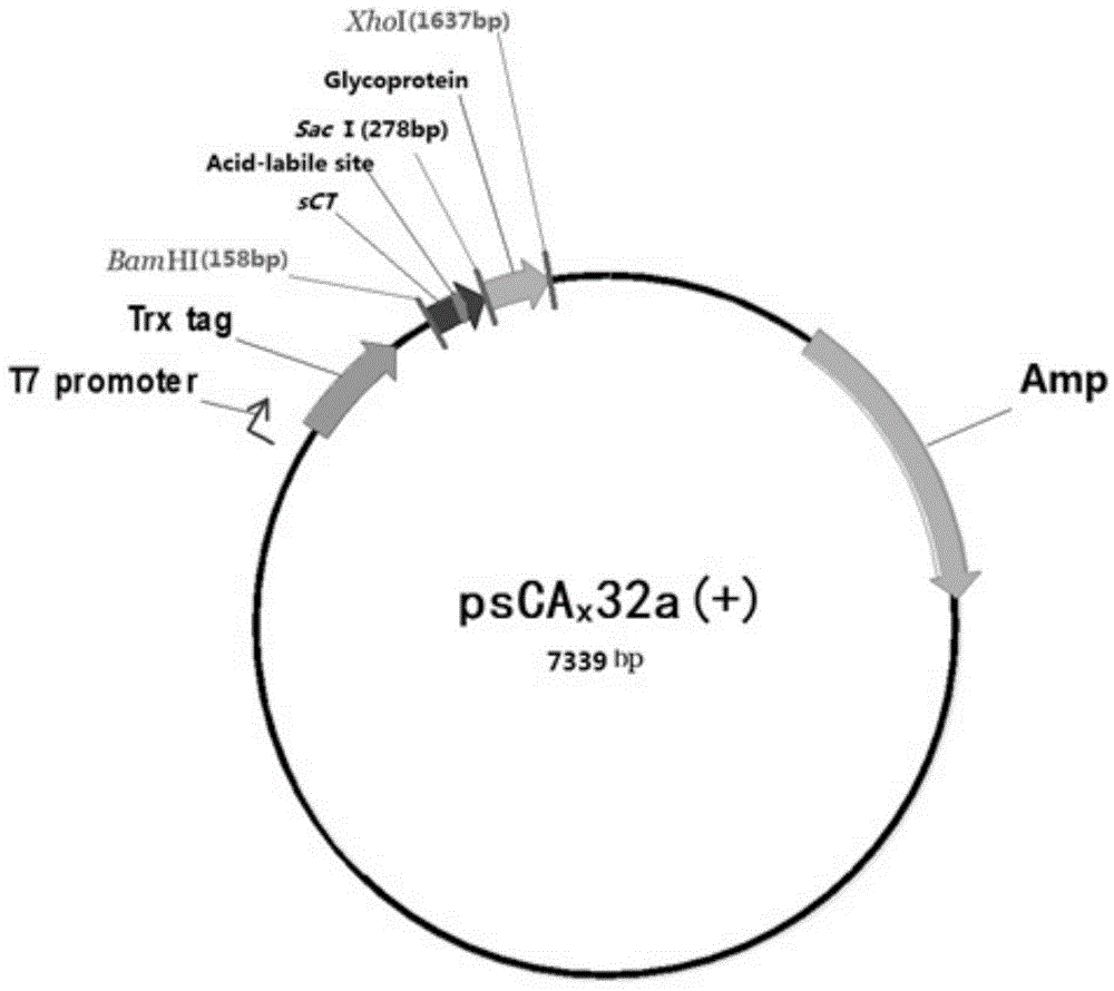 Formic acid cleavage site peptide, correlative biomaterial and applications of formic acid cleavage site peptide and correlative biomaterial in production of calcitonin