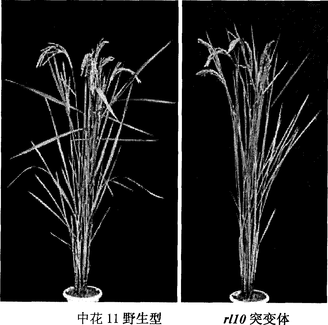 Rice plant type relevant gene RL10 and use thereof